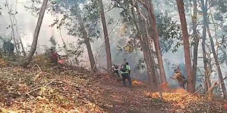 Atiende Coesfo Incendio Forestal Intermunicipal En Pochutla Y Huatulco